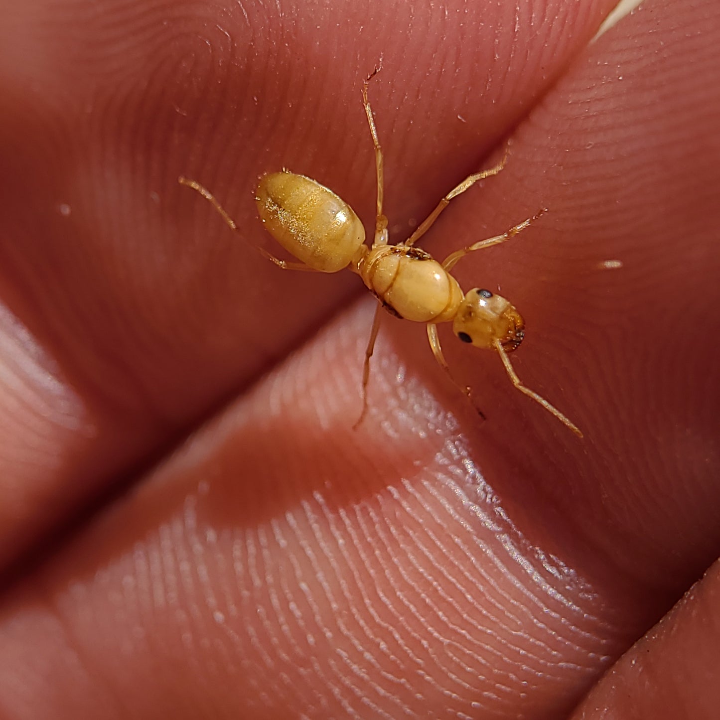 Myrmecocystus christineae