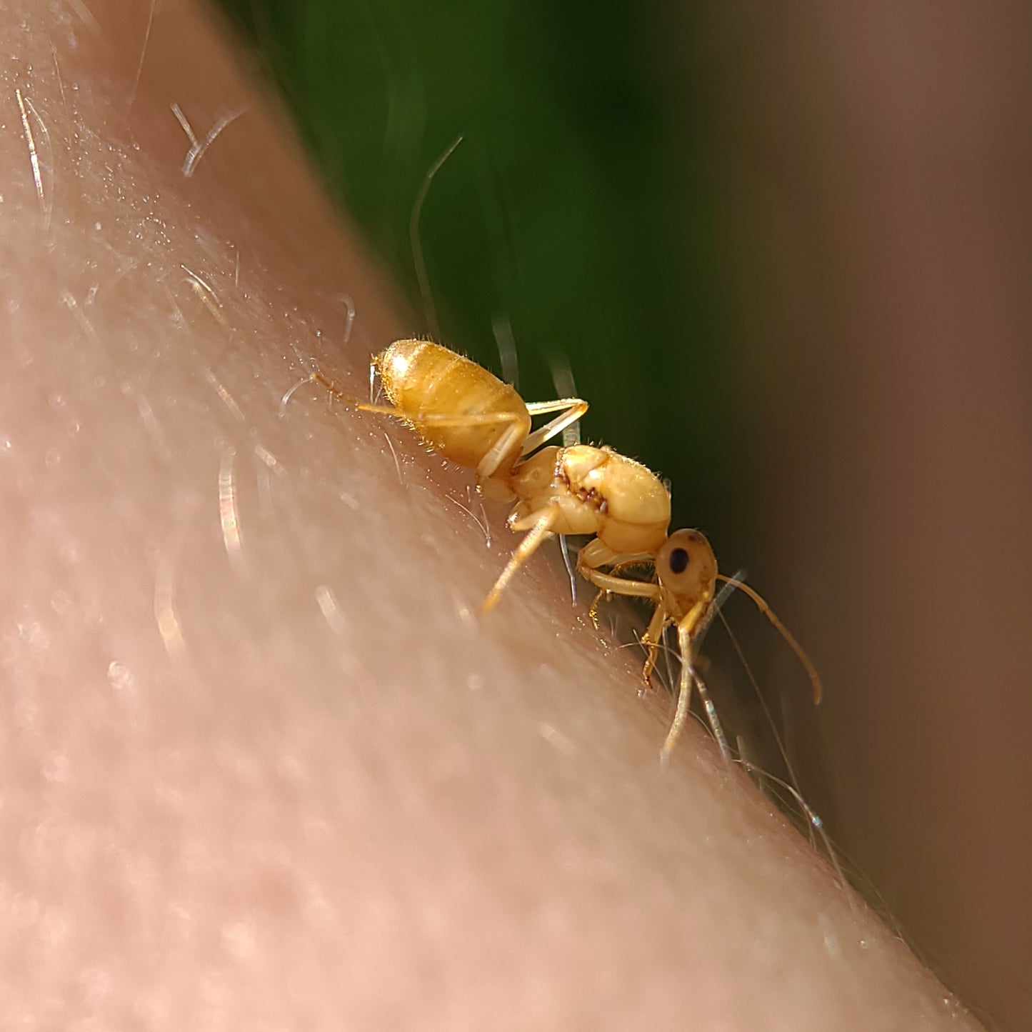 Myrmecocystus christineae