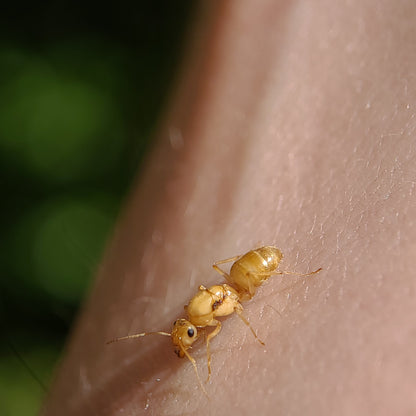 Myrmecocystus christineae