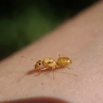 Myrmecocystus christineae