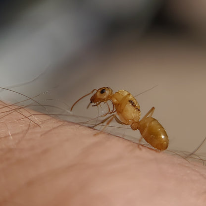 Myrmecocystus christineae