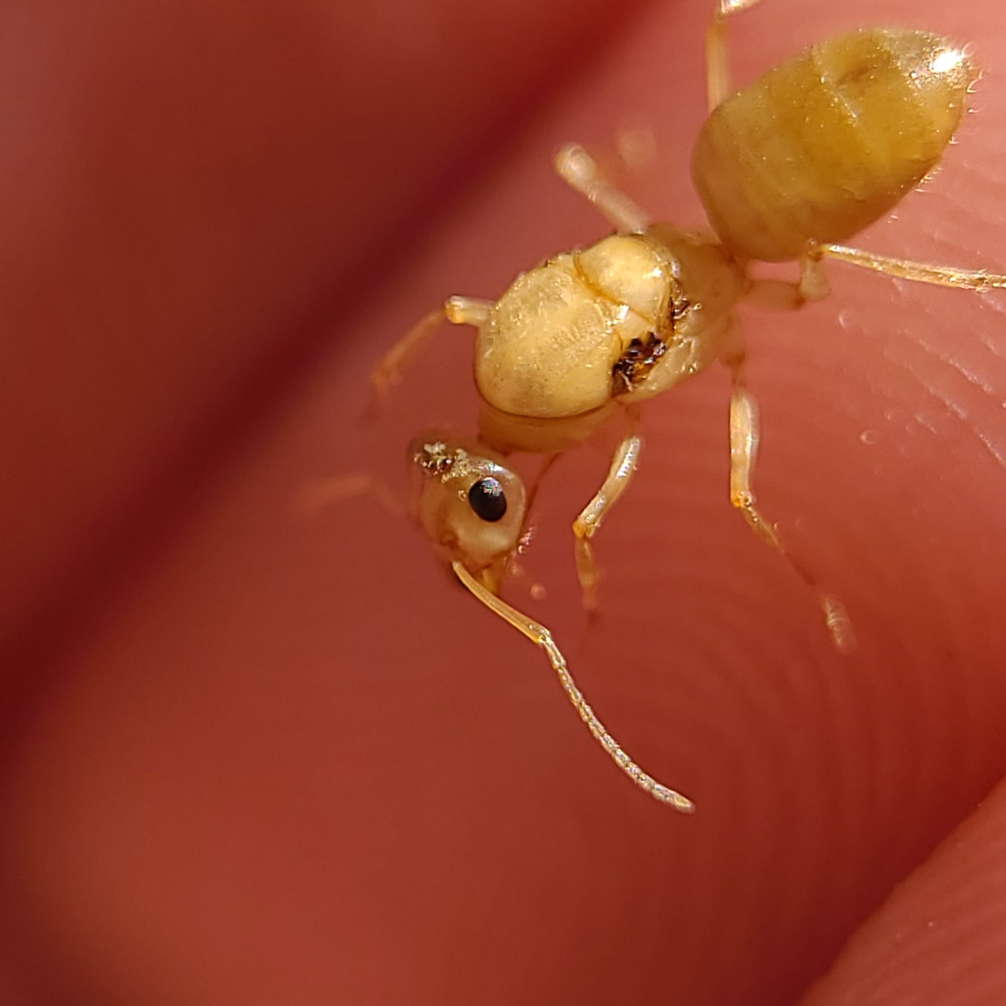 Myrmecocystus christineae