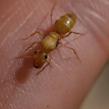 Myrmecocystus christineae