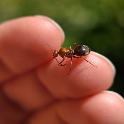 Myrmecocystus mimicus