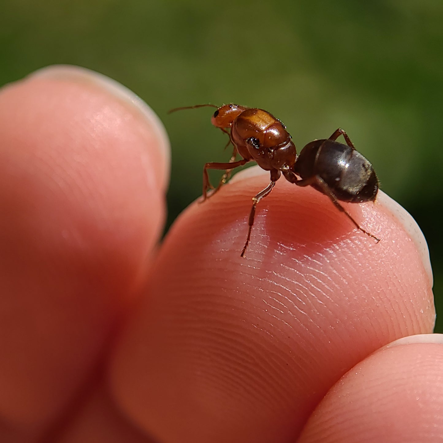 Myrmecocystus mimicus