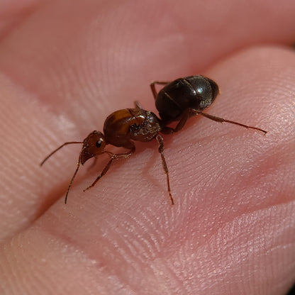 Myrmecocystus mimicus