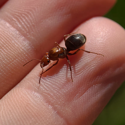 Myrmecocystus mimicus