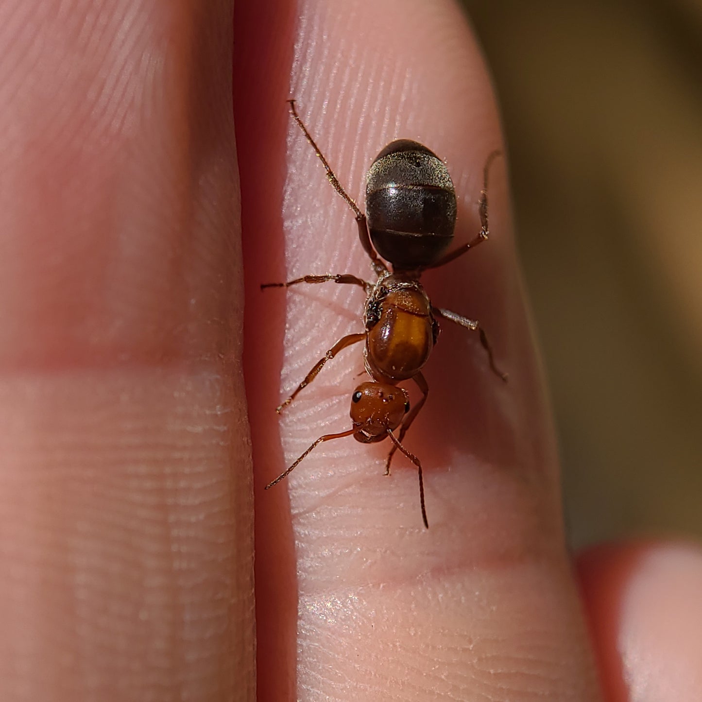 Myrmecocystus mimicus