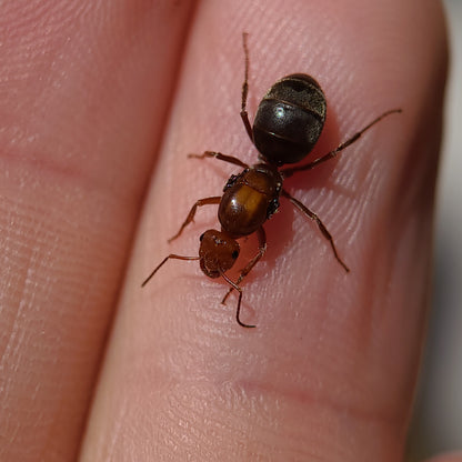 Myrmecocystus mimicus