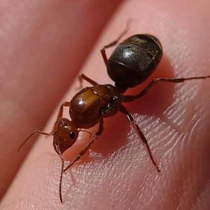 Myrmecocystus mimicus