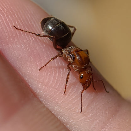 Myrmecocystus mimicus