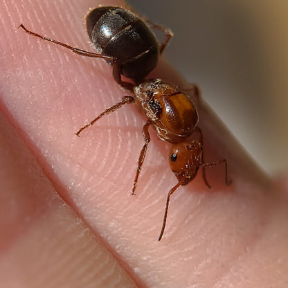 Myrmecocystus mimicus