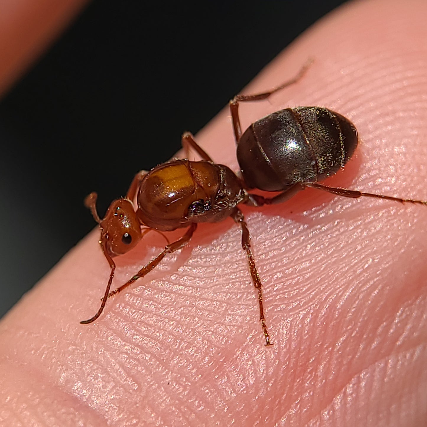 Myrmecocystus mimicus