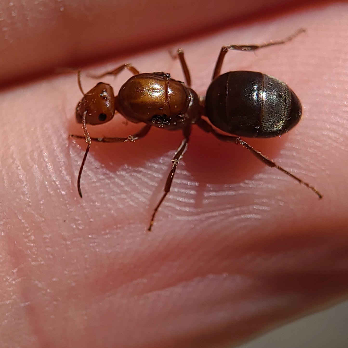 Myrmecocystus mimicus