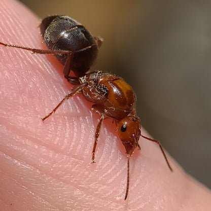 Myrmecocystus mimicus