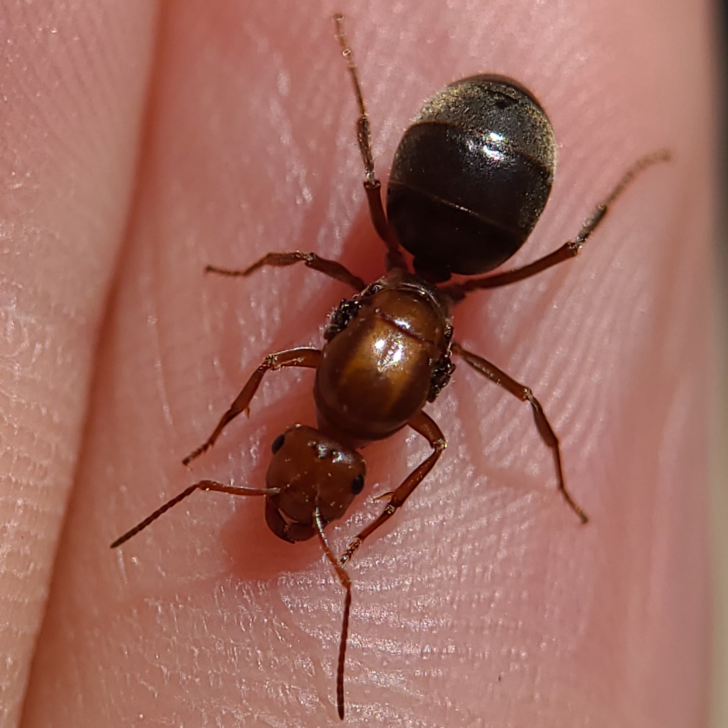 Myrmecocystus mimicus