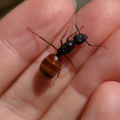 Camponotus ca-02