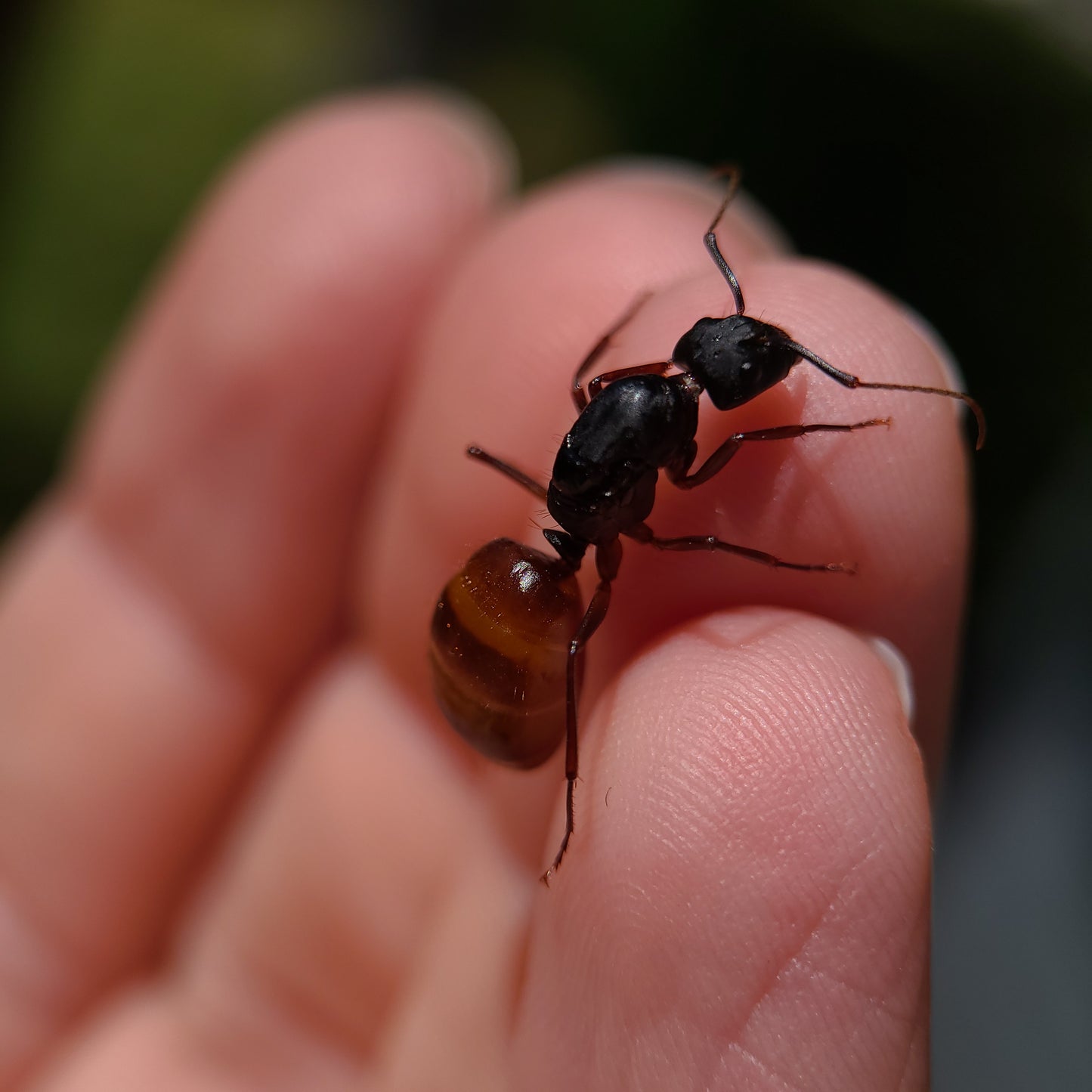 Camponotus ca-02