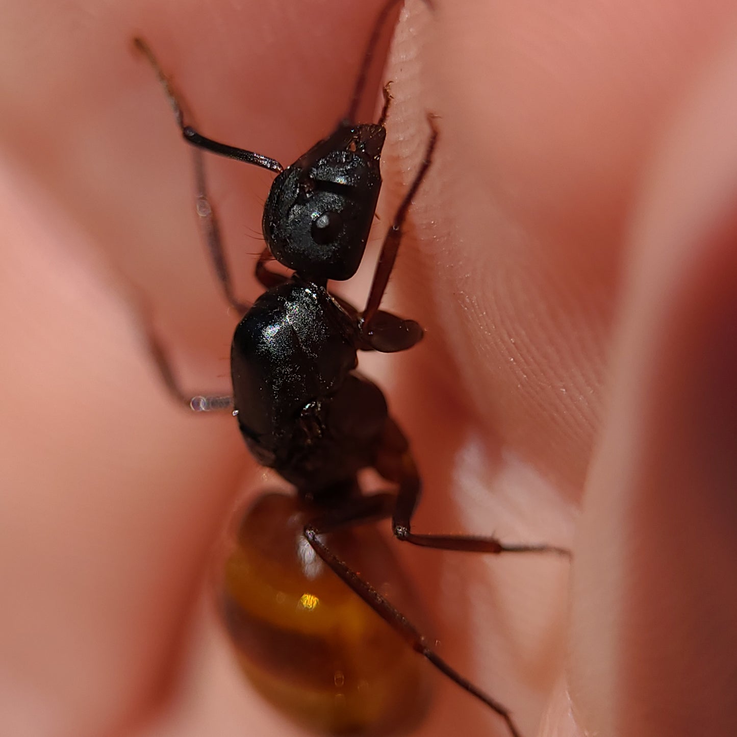 Camponotus ca-02