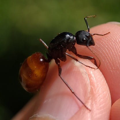 Camponotus ca-02