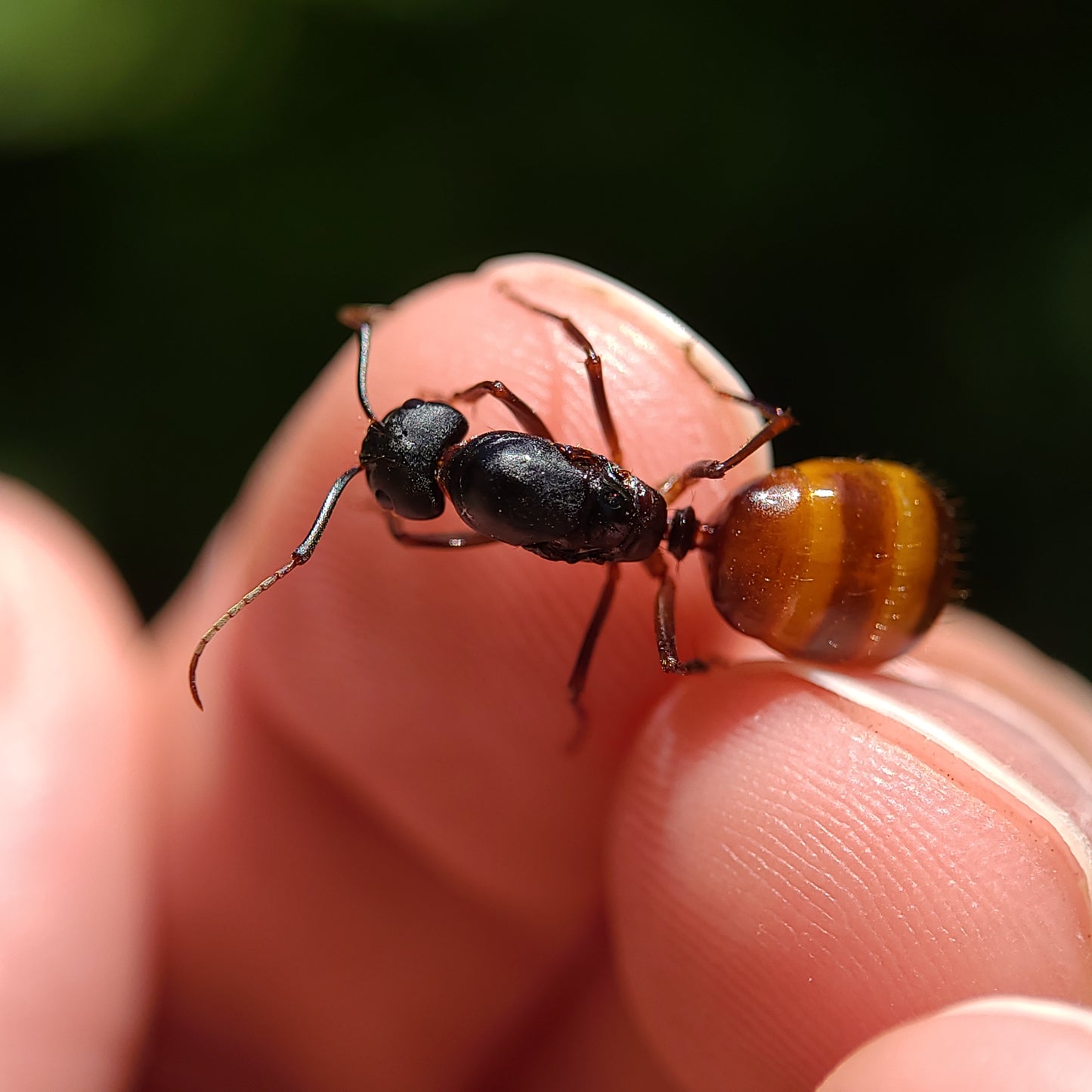 Camponotus ca-02