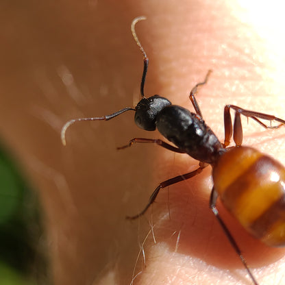 Camponotus ca-02