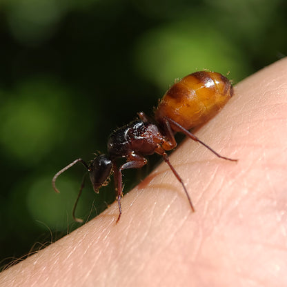 Camponotus ca-02