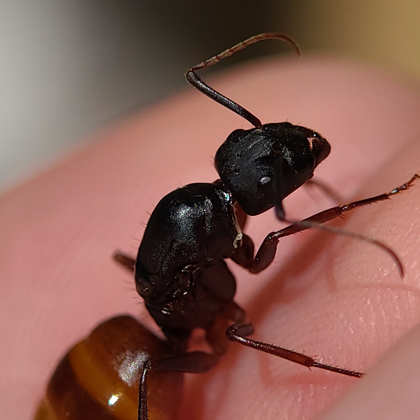 Camponotus ca-02