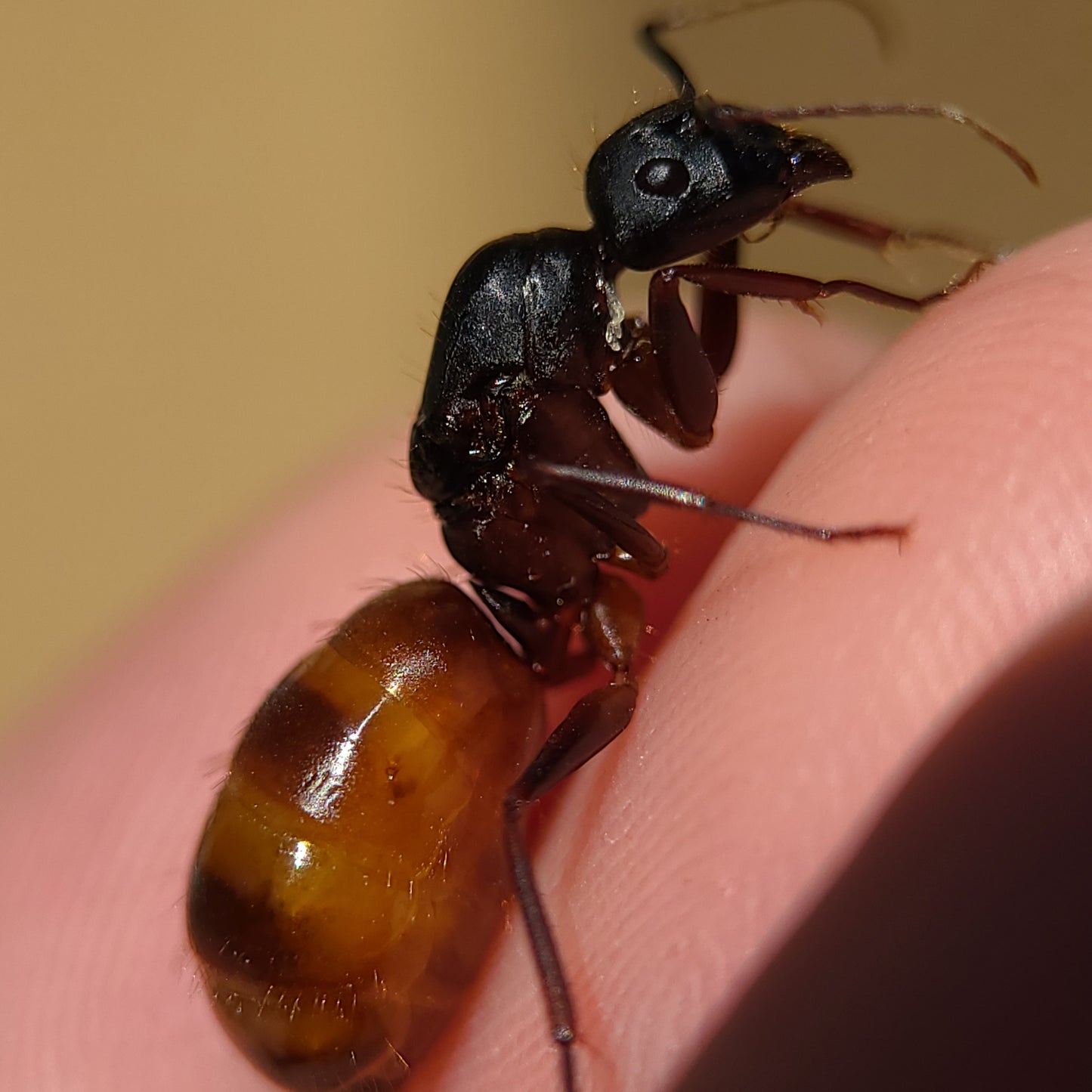 Camponotus ca-02