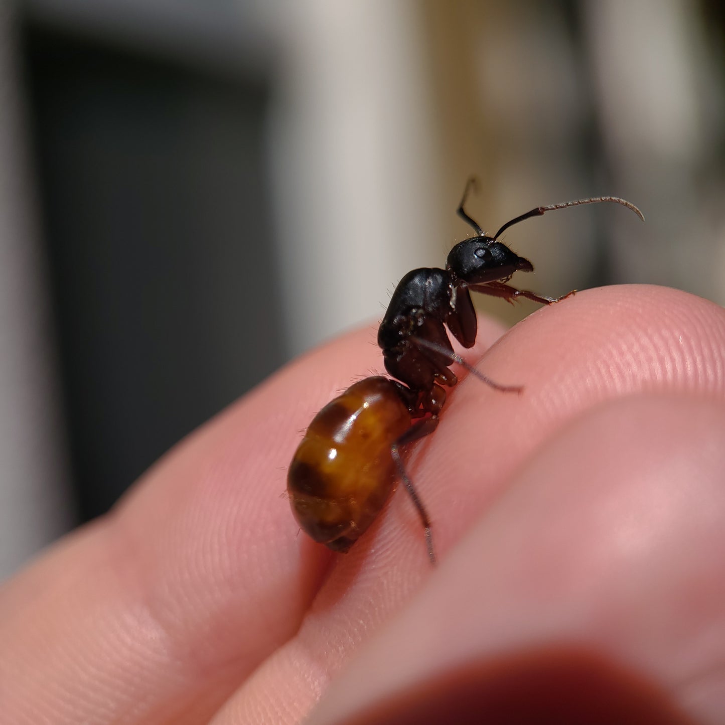 Camponotus ca-02