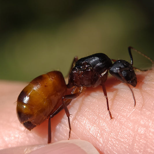 Camponotus ca-02