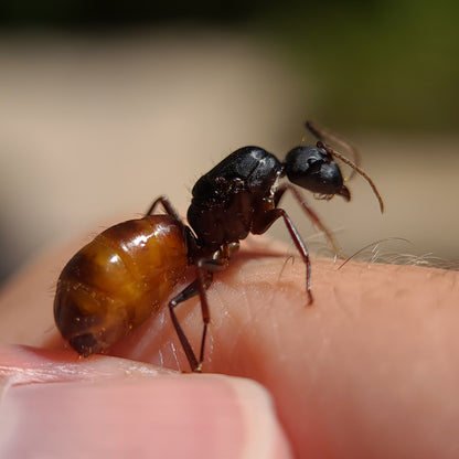 Camponotus ca-02