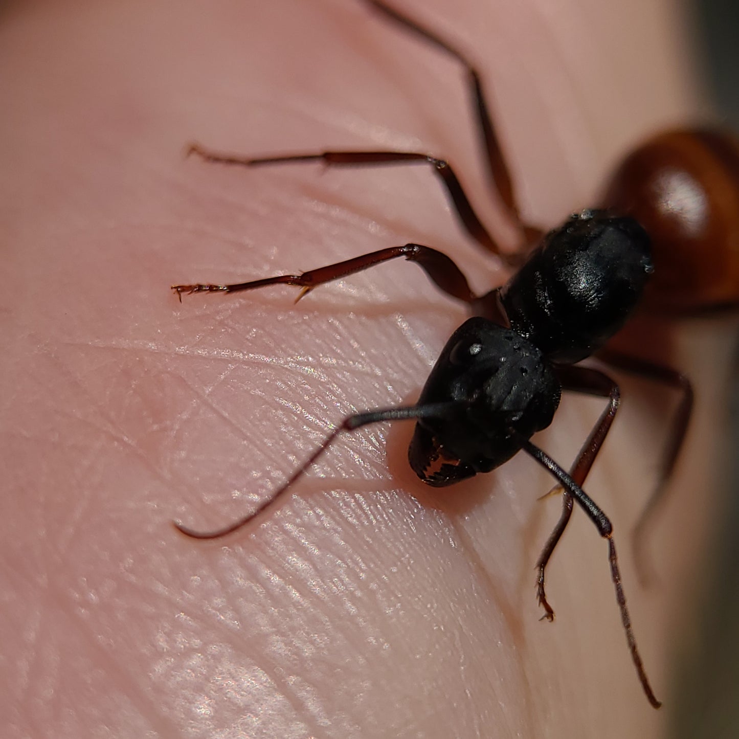 Camponotus ca-02