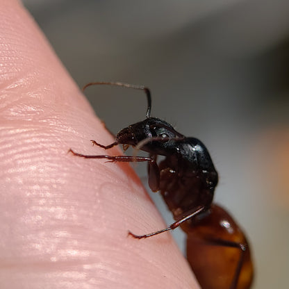 Camponotus ca-02