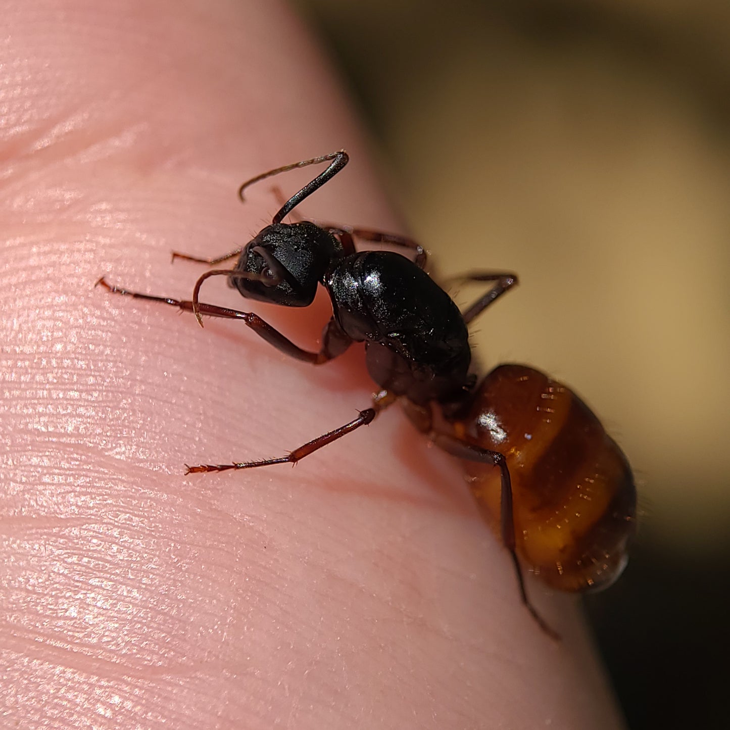 Camponotus ca-02