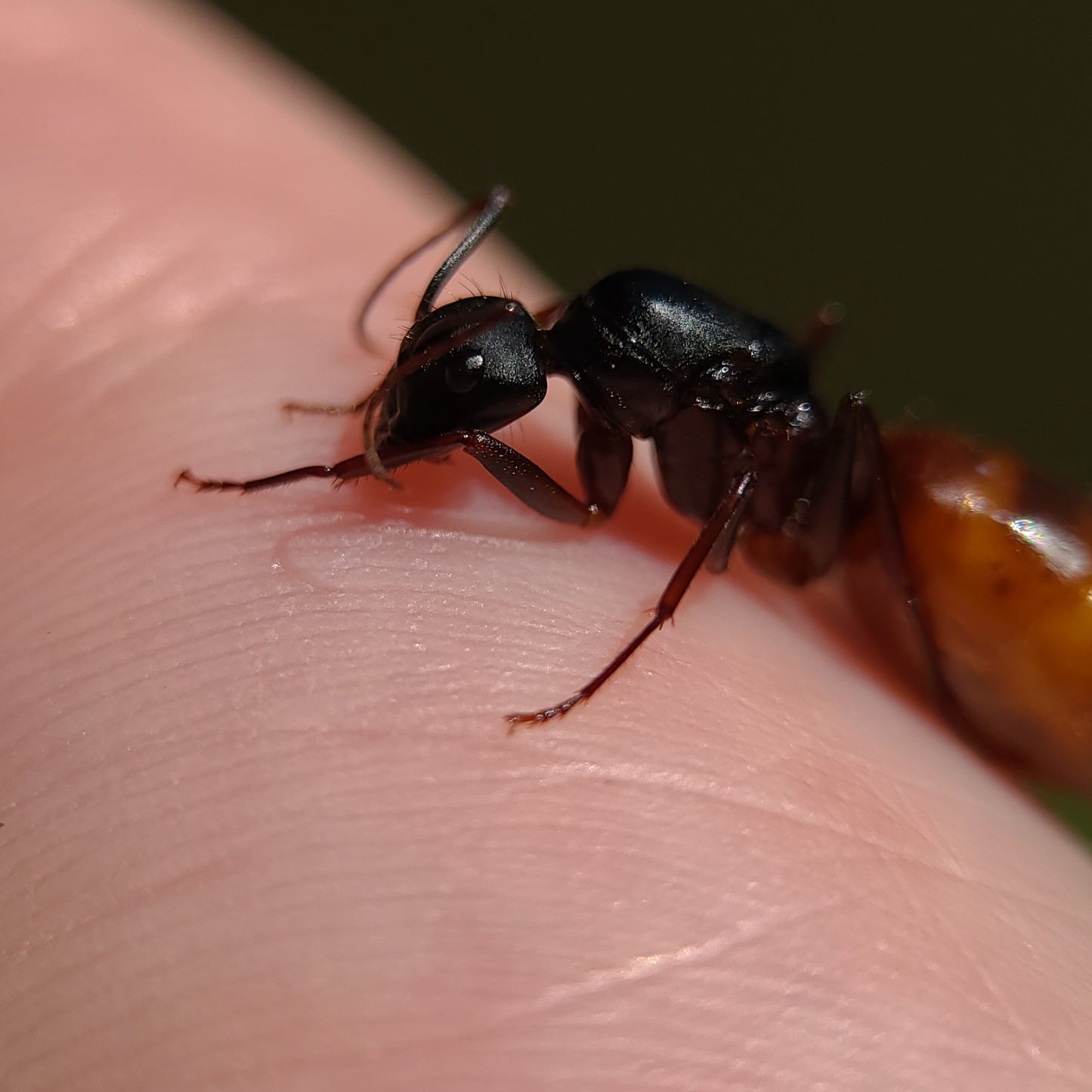 Camponotus ca-02