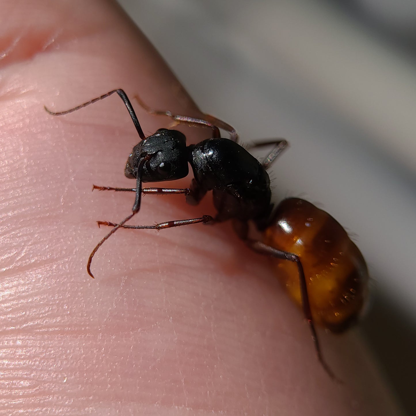 Camponotus ca-02