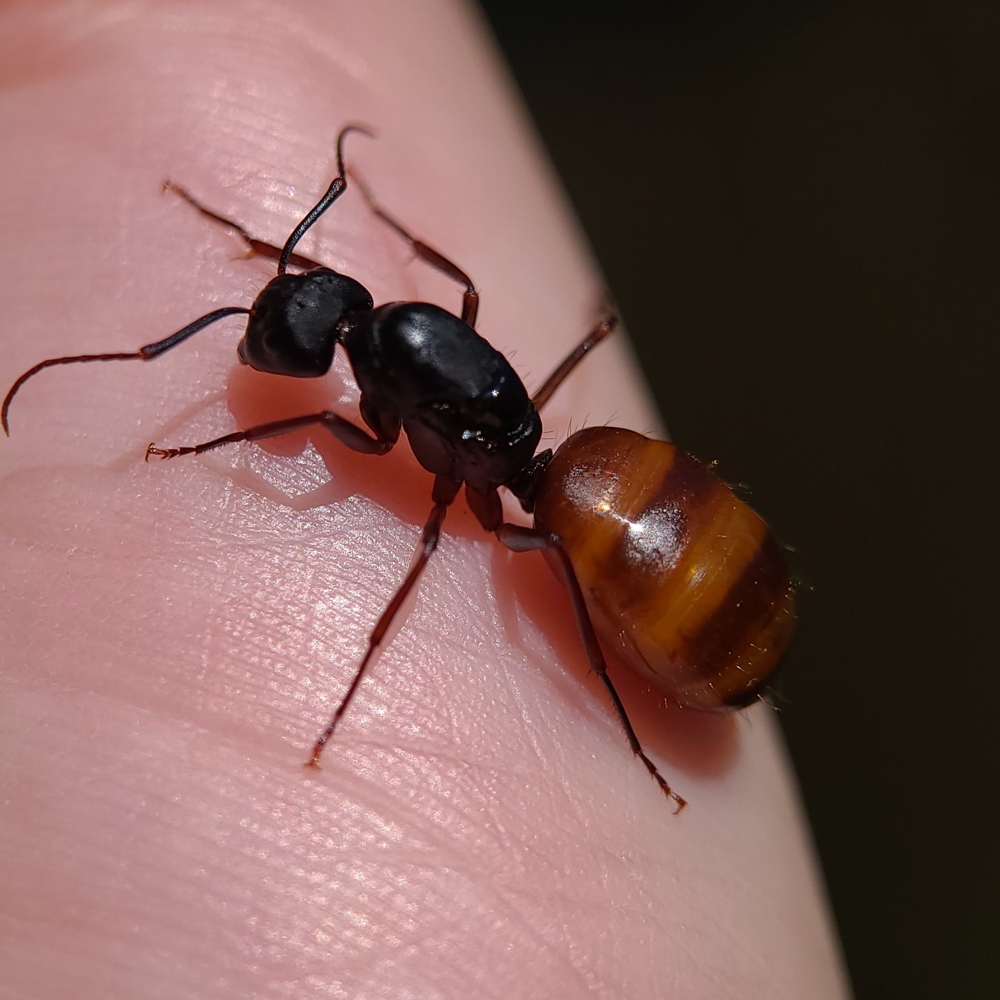 Camponotus ca-02