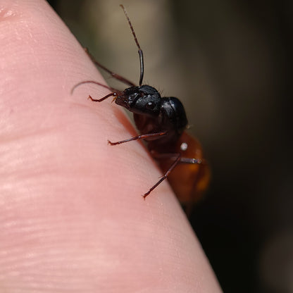 Camponotus ca-02