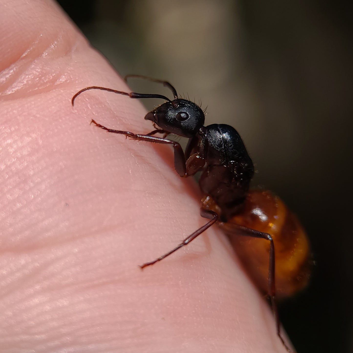 Camponotus ca-02