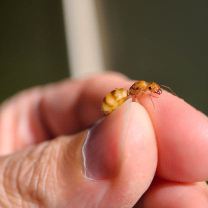 Camponotus fragilis