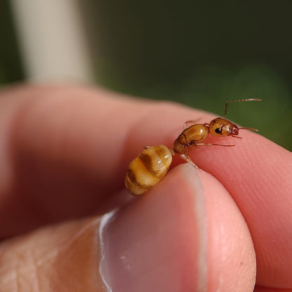 Camponotus fragilis