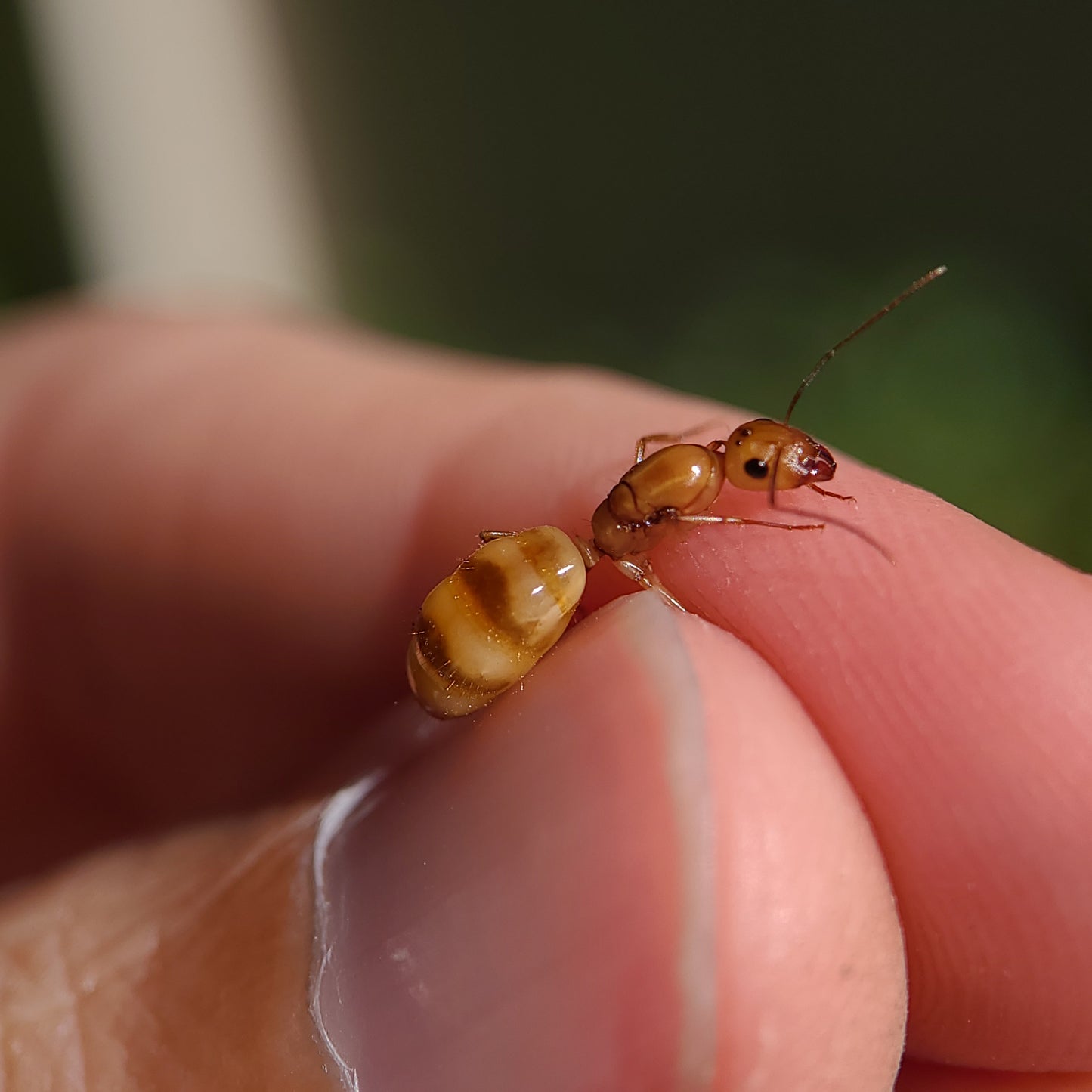 Camponotus fragilis