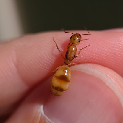 Camponotus fragilis