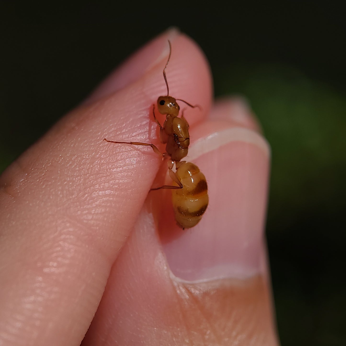 Camponotus fragilis