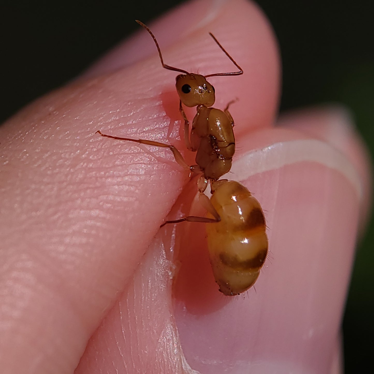 Camponotus fragilis