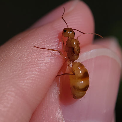 Camponotus fragilis