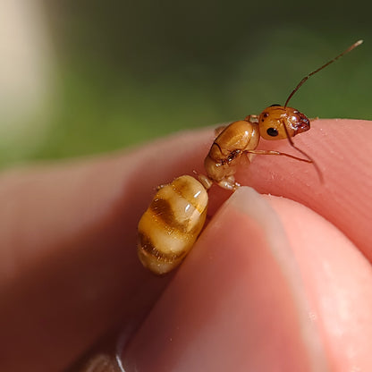 Camponotus fragilis