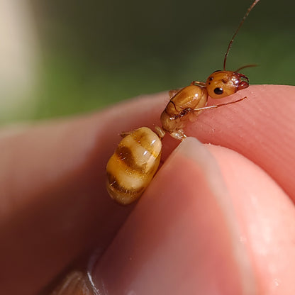 Camponotus fragilis