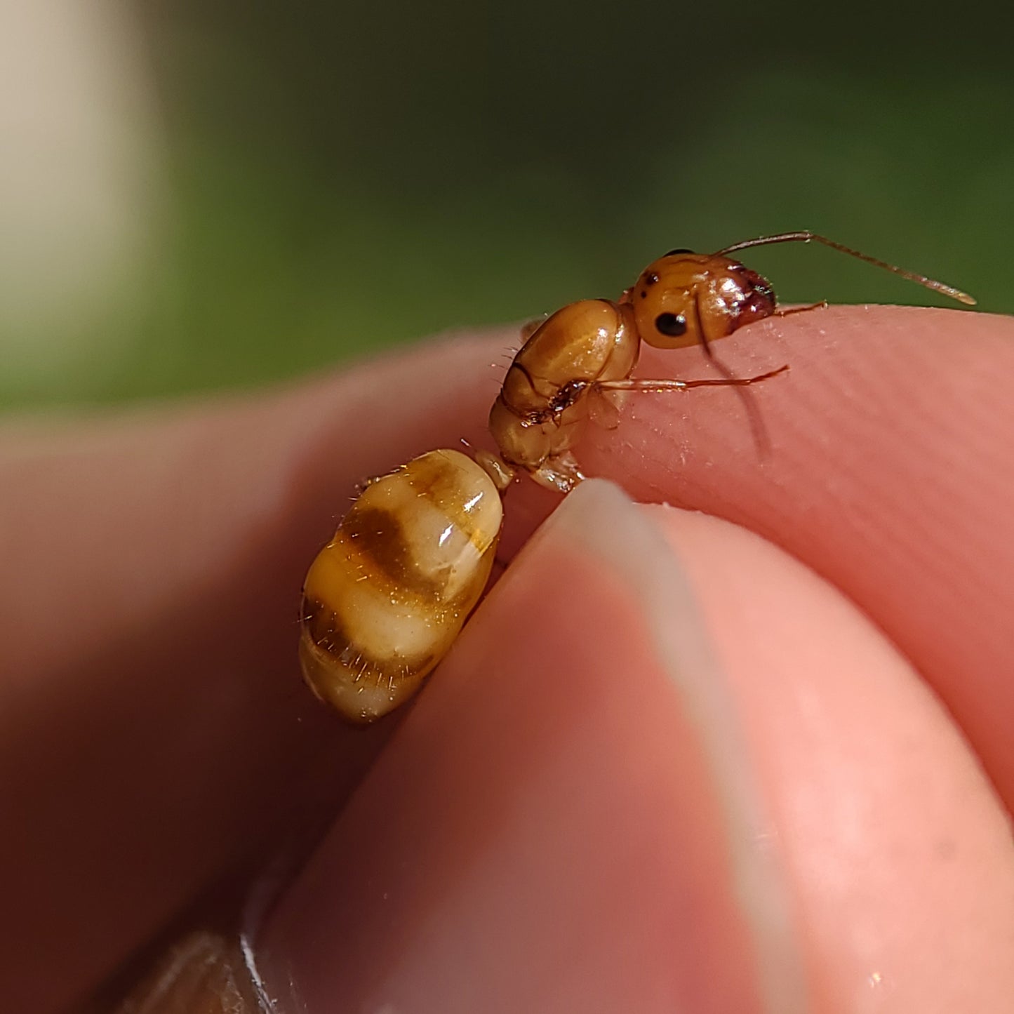 Camponotus fragilis